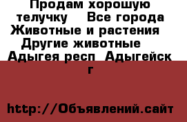 Продам хорошую телучку. - Все города Животные и растения » Другие животные   . Адыгея респ.,Адыгейск г.